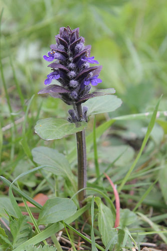 Bugle rampant, Ajuga reptans, Pyrnes, Valle d'Aure, avril 2015