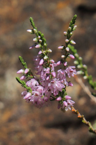 Callune, Calluna vulgaris, Pyrnes, gorges de Clarabide, juillet 2015