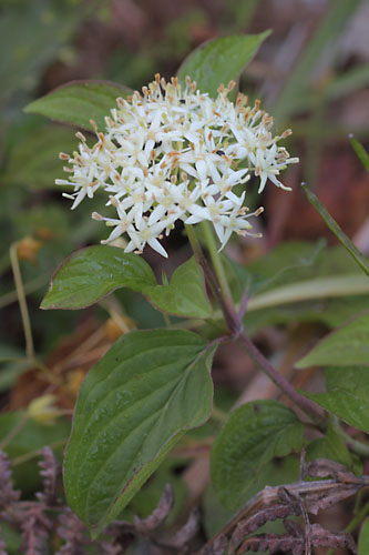Cornouiller sanguin, Cornus sanguinea, Pyrnes, Valle d'Aure, juin 2015