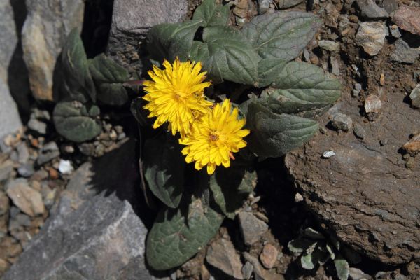 Crpis nain, Crepis pygmaea, Pyrnes, Pic Mchant, aot 2015