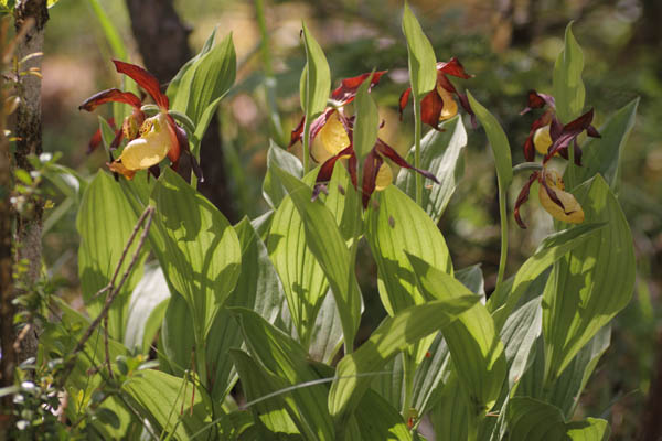 Sabot de Vnus, Cypripedium calceolus, Pyrnes, valle de Pineta, mai 2015