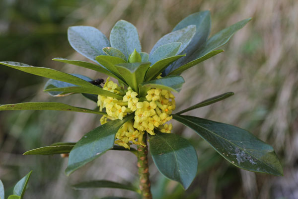Daphn laurol, Daphne laureola, Pyrnes, Lac d'Arou, juin 2015