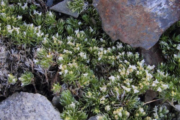 Gaillet des Pyrnes, Galium pyrenaicum, Pyrnes, Pic Mchant, aot 2015