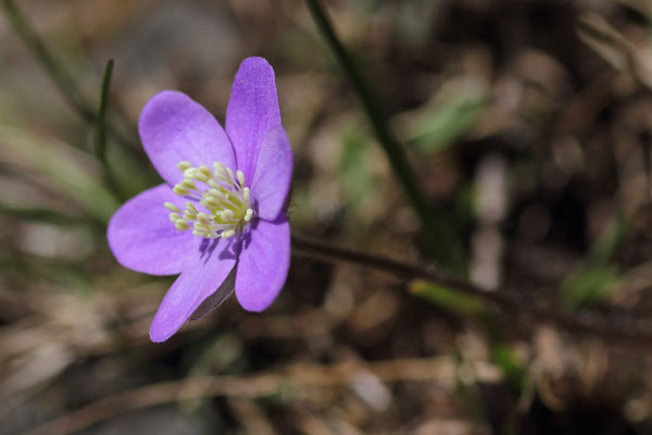 Hpatique  3 lobes, Hepatica nobilis, Pyrnes, Lac d'Arou, juin 2015