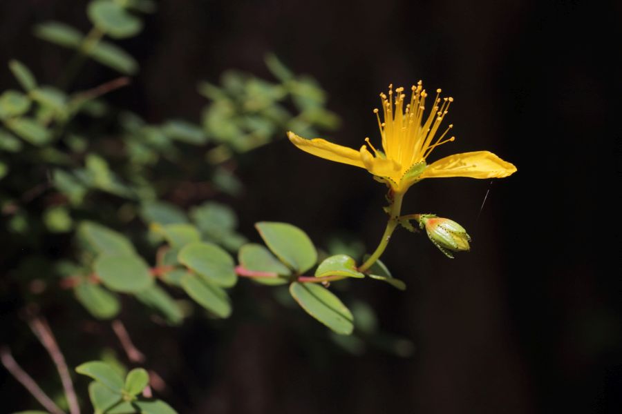 Millepertuis  feuilles rondes, Hypericum nummularium, Pyrnes, gorges de Clarabide, juillet 2015