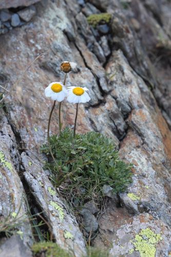 Leucanthme des Alpes, Leucanthemopsis alpina, Pyrnes, Pic Mchant, aot 2015