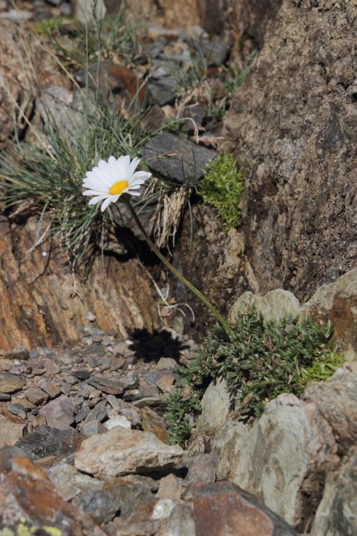 Leucanthme des Alpes, Leucanthemopsis alpina, Pyrnes, Pic Mchant, aot 2015