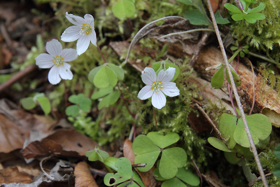 Oxalis des bois, Oxalis acetosella, Pyrnes, Valle d'Aure, avril 2015
