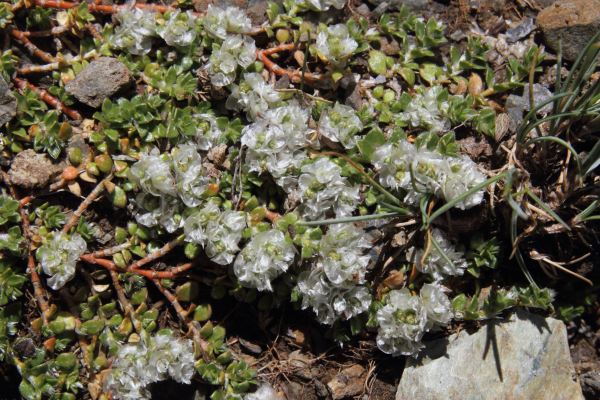 Paronyque de Kapel, Paronychia kapela serpyllifolia, Pyrnes, Pic Mchant, aot 2015