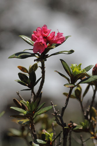 Rhododendron ferrugineux, Rhododendron ferrugineum, Pyrnes, Lac d'Arou, juin 2015