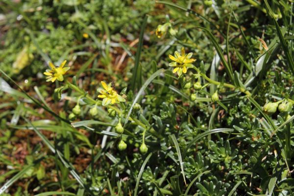 Saxifrage faux-aizoon, Saxifraga aizoides, Pyrnes, Pic Mchant, aot 2015