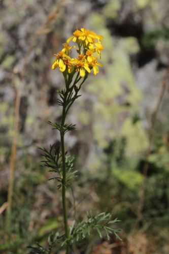 Sneon  feuilles d'Adonis, Senecio adonidifolius, Pyrnes, gorges de Clarabide, juillet 2015
