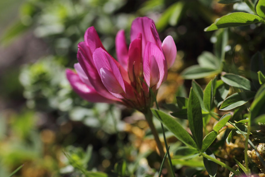 Trfle des Alpes, Trifolium alpinum, Pyrnes, Lac d'Arou, juin 2015
