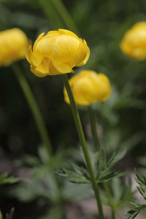 Trolle d'Europe, Trollius europaeus, Pyrnes, valle de la Gela, mai 2015