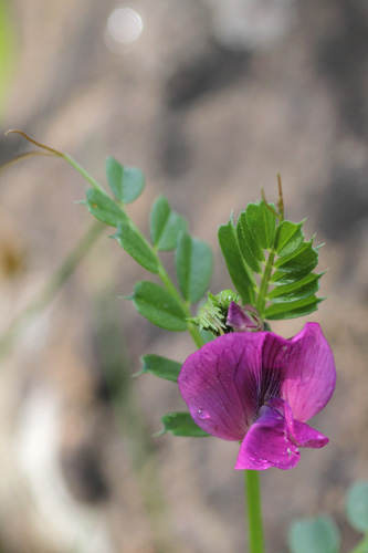 Vesce des Pyrnes, Vicia pyrenaica, Pyrnes, valle de Pineta, mai 2015