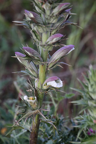 Acanthe pineuse, Acanthus spinosus, Ile de Paros, Cyclades, Grce , avril 2016
