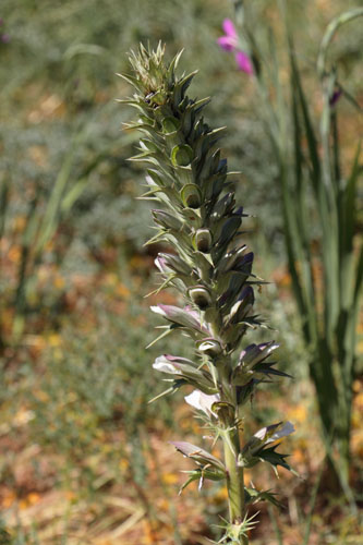 Acanthe pineuse, Acanthus spinosus, Ile de Paros, Cyclades, Grce , avril 2016