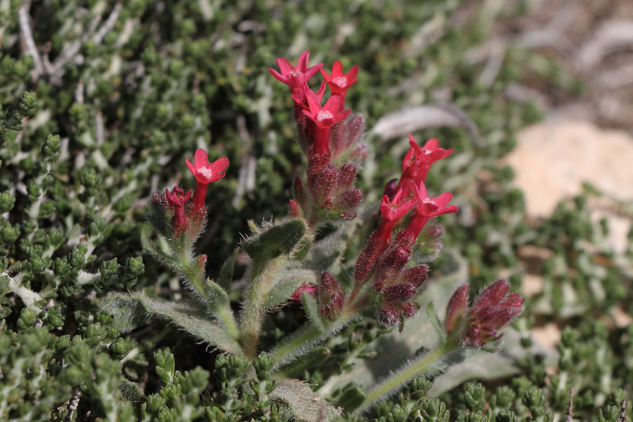 Buglosse  feuilles ondules, Anchusa undulata, Ile de Despotiko, Cyclades, Grce , avril 2016