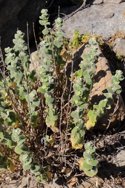 Ballote, Ballota acetabulosa, Ile de Paros, Cyclades, Grce , avril 2016