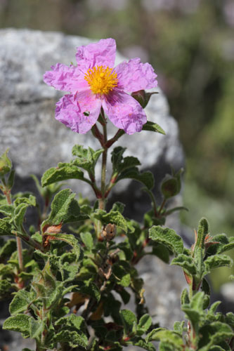 Ciste de Crte, Cistus creticus, Ile de Paros, Cyclades, Grce , avril 2016