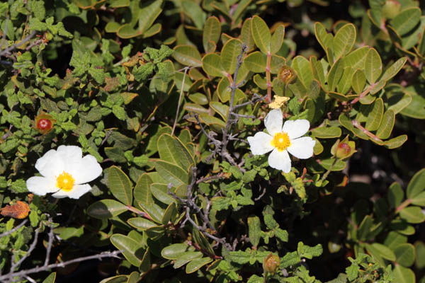 Ciste  feuilles de sauge, Cistus salviifolius, Ile de Paros, Cyclades, Grce , avril 2016