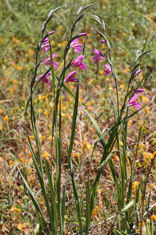Glaeul des moissons, Gladiolus italicus, Ile de Paros, Cyclades, Grce , avril 2016