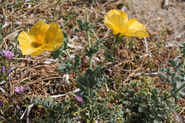 Glaucire jaune, Glaucium flavum, Ile de Naxos, Cyclades, Grce , avril 2016