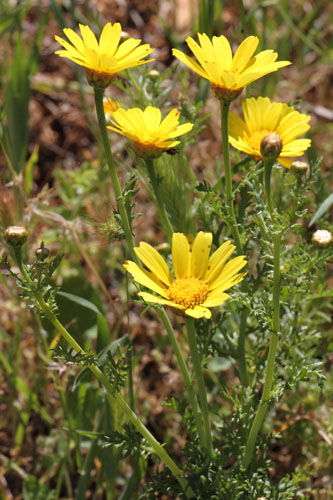 Chrysanthme couronn, Glebionis coronaria, Ile de Paros, Cyclades, Grce , avril 2016