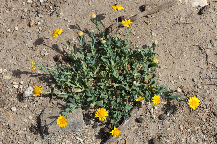 Chrysanthme des bls, Glebionis segetum, Ile de Despotiko, Cyclades, Grce , avril 2016