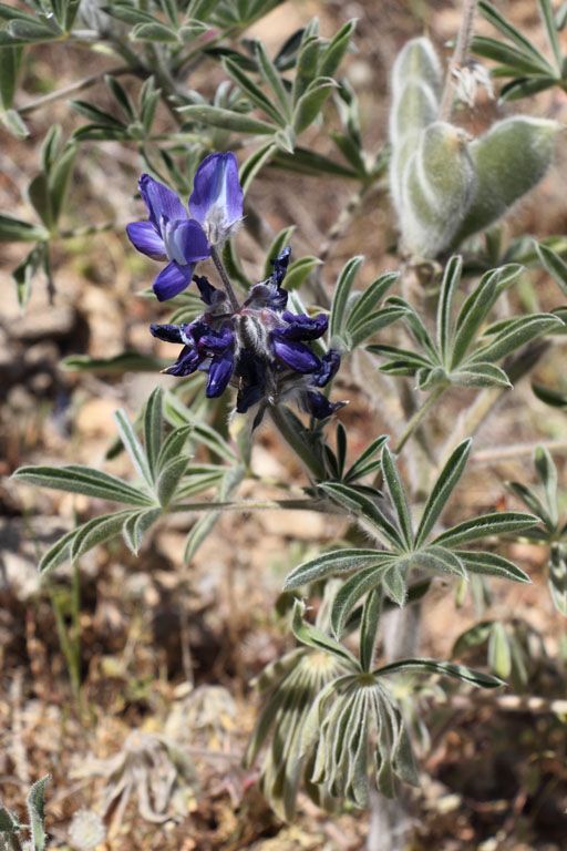 Lupin de cosentino, Lupinus pilosus, Ile de Paros, Cyclades, Grce , avril 2016