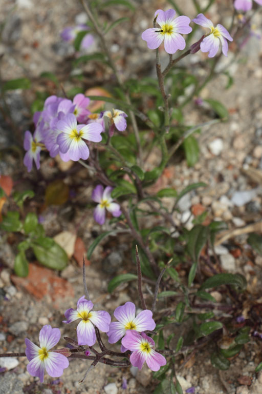 Malcolmie flexueuse, Malcolmia flexuosa, Ile de Paros, Cyclades, Grce , avril 2016