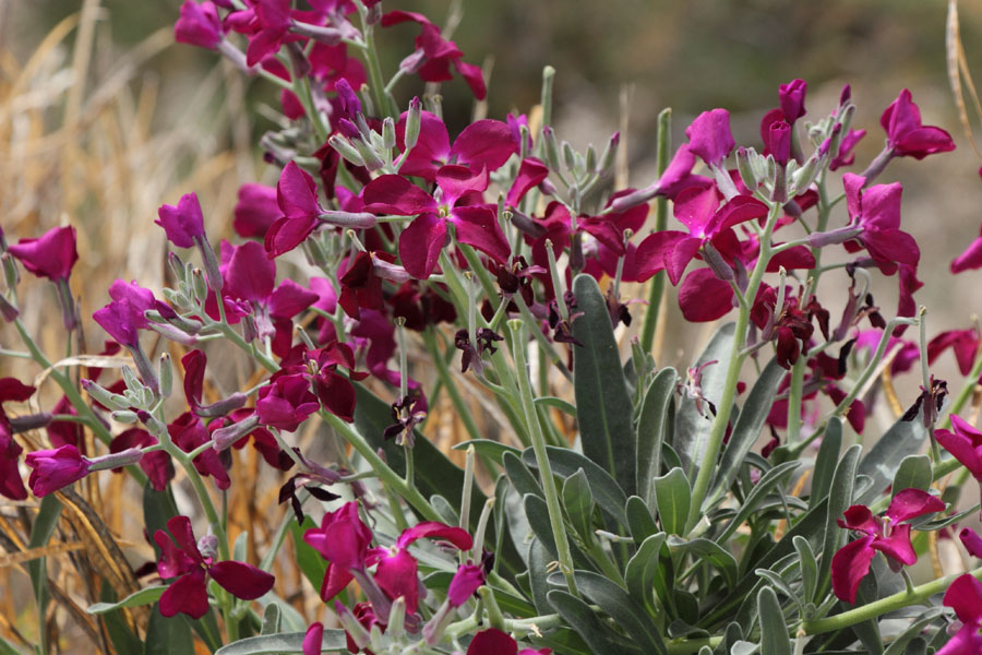 Girofle des jardins, Matthiola incana, Ile de Paros, Cyclades, Grce , avril 2016