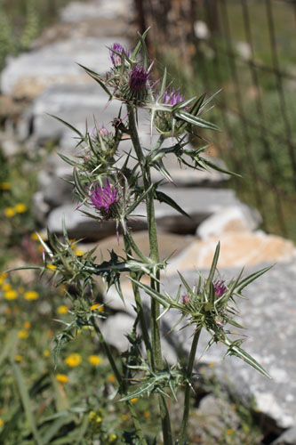 Chardon de Syrie, Notobasis syriaca, Ile de Paros, Cyclades, Grce , avril 2016