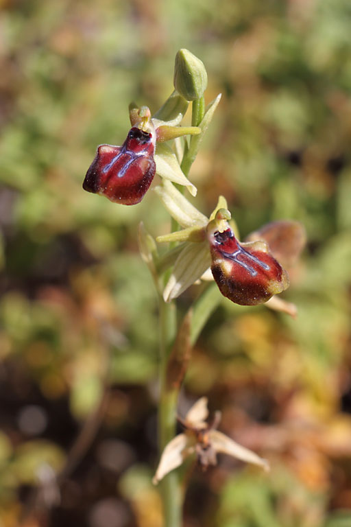 Ophrys gortynia, Ophrys gortynia, Ile de Paros, Cyclades, Grce , avril 2016