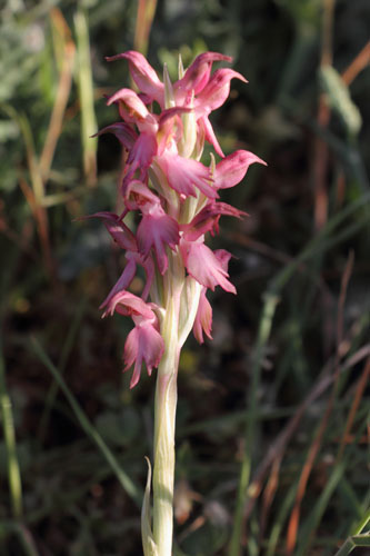 Orchis sancta, Orchis sancta, Ile de Paros, Cyclades, Grce , avril 2016