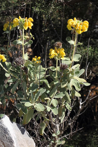 Sauge de Jrusalem, Phlomis fruticosa, Ile de Paros, Cyclades, Grce , avril 2016