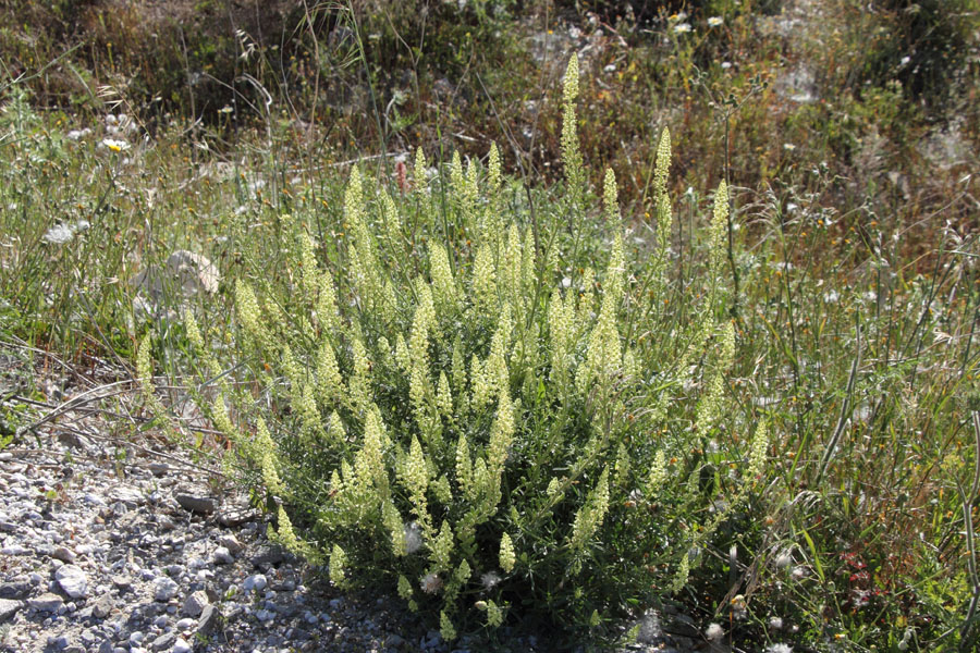 Rsda jaune, Reseda lutea, Ile de Paros, Cyclades, Grce , avril 2016