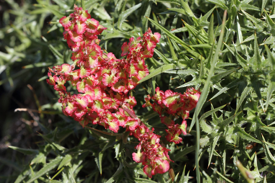 Oseille tubreuse, Rumex tuberosus, Ile de Paros, Cyclades, Grce , avril 2016
