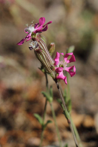 Silne color, Silene colorata, Ile de Paros, Cyclades, Grce , avril 2016