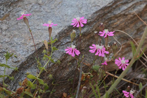 Silne color, Silene colorata, Ile de Paros, Cyclades, Grce , avril 2016