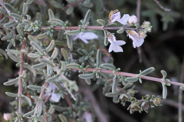 Germandre  feuilles courtes, Teucrium brevifolium, Ile de Paros, Cyclades, Grce , avril 2016