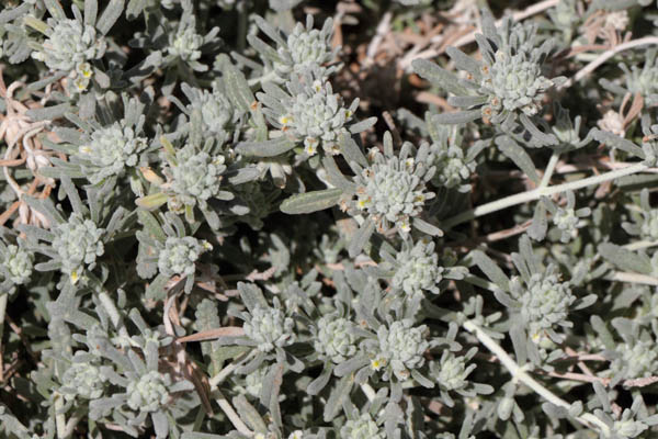 Germandre  ttes, Teucrium capitatum subsp. capitatum, Ile de Paros, Cyclades, Grce , avril 2016