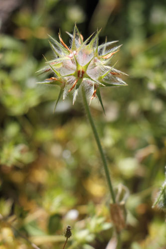 Trfle toil, Trifolium stellatum, Ile de Paros, Cyclades, Grce , avril 2016