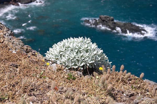 Immortelle, Helichrysum, Ponta de Sao Loureno