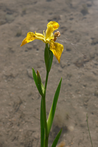 Flambe d'eau, Iris pseudacorus, Ile de France, 6 juin 2004