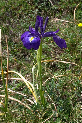 Iris des Pyrnes, Iris latifolia, Pyrnes, 31 juillet 2004