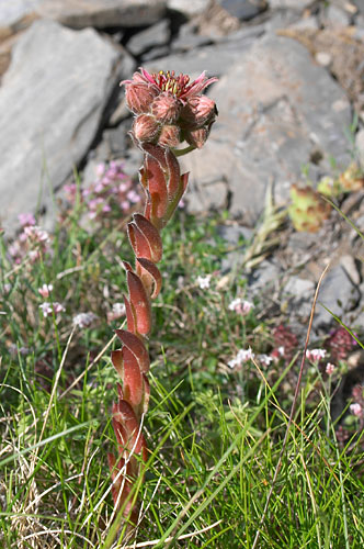 Joubarbe, Sempervivum, Pyrnes, 25 juillet 2004
