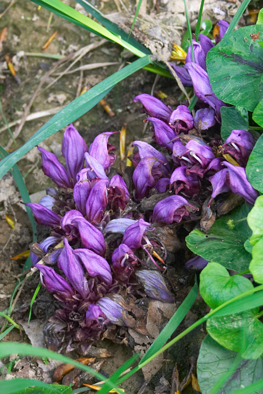 Lathre clandestine, Lathraea clandestina, Gers, avril 2006