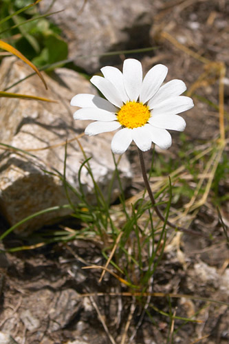 Leucanthme des Alpes, Leucanthemopsis alpina, Pyrnes, Pouchergues, aot 2006