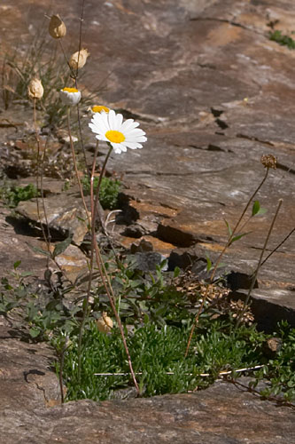 Leucanthme des Alpes, Leucanthemopsis alpina, Pyrnes, Pouchergues, aot 2006